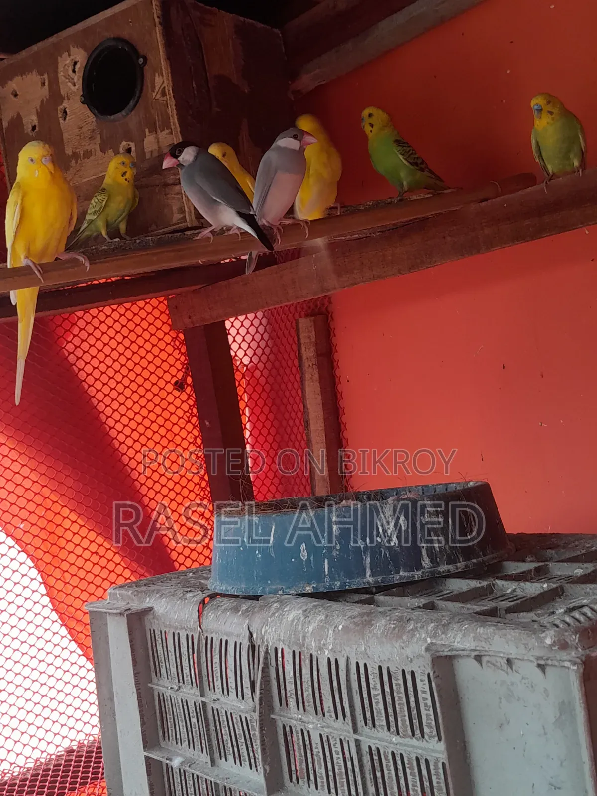 ব্রিডিং পেয়ার মাস্টার জাভা