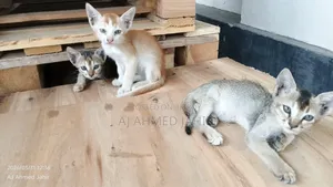 3-6 Months Male Mixed Breed Bengal