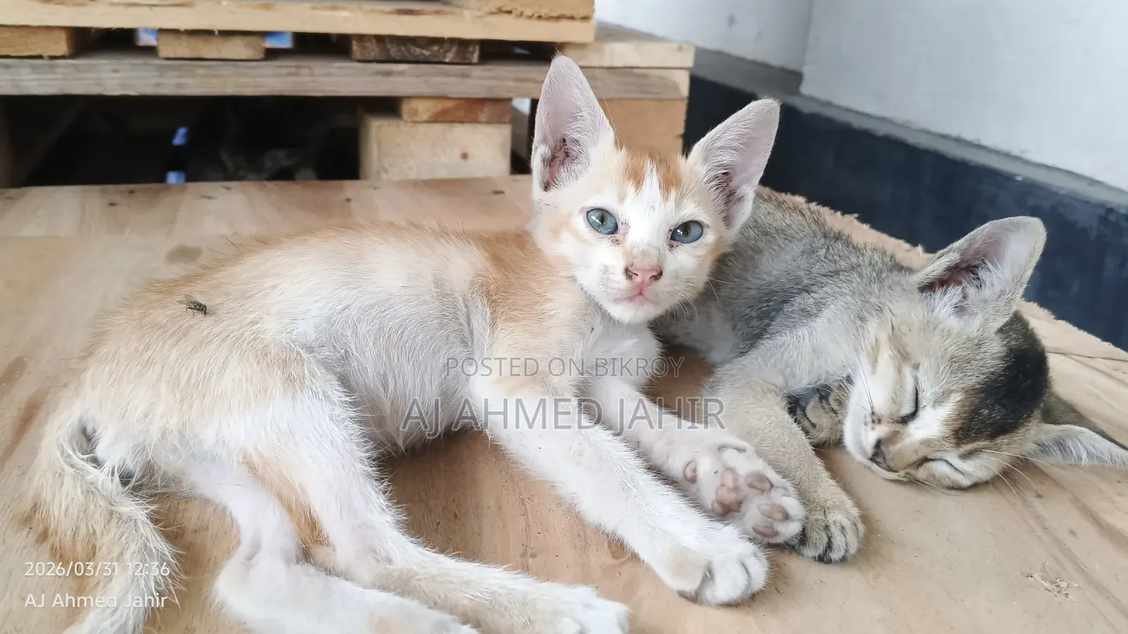 3-6 Months Male Mixed Breed Bengal