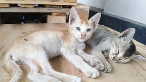 3-6 Months Male Mixed Breed Bengal