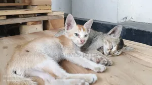 3-6 Months Male Mixed Breed Bengal