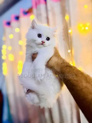 1-3 Months Male Mixed Breed Turkish Angora