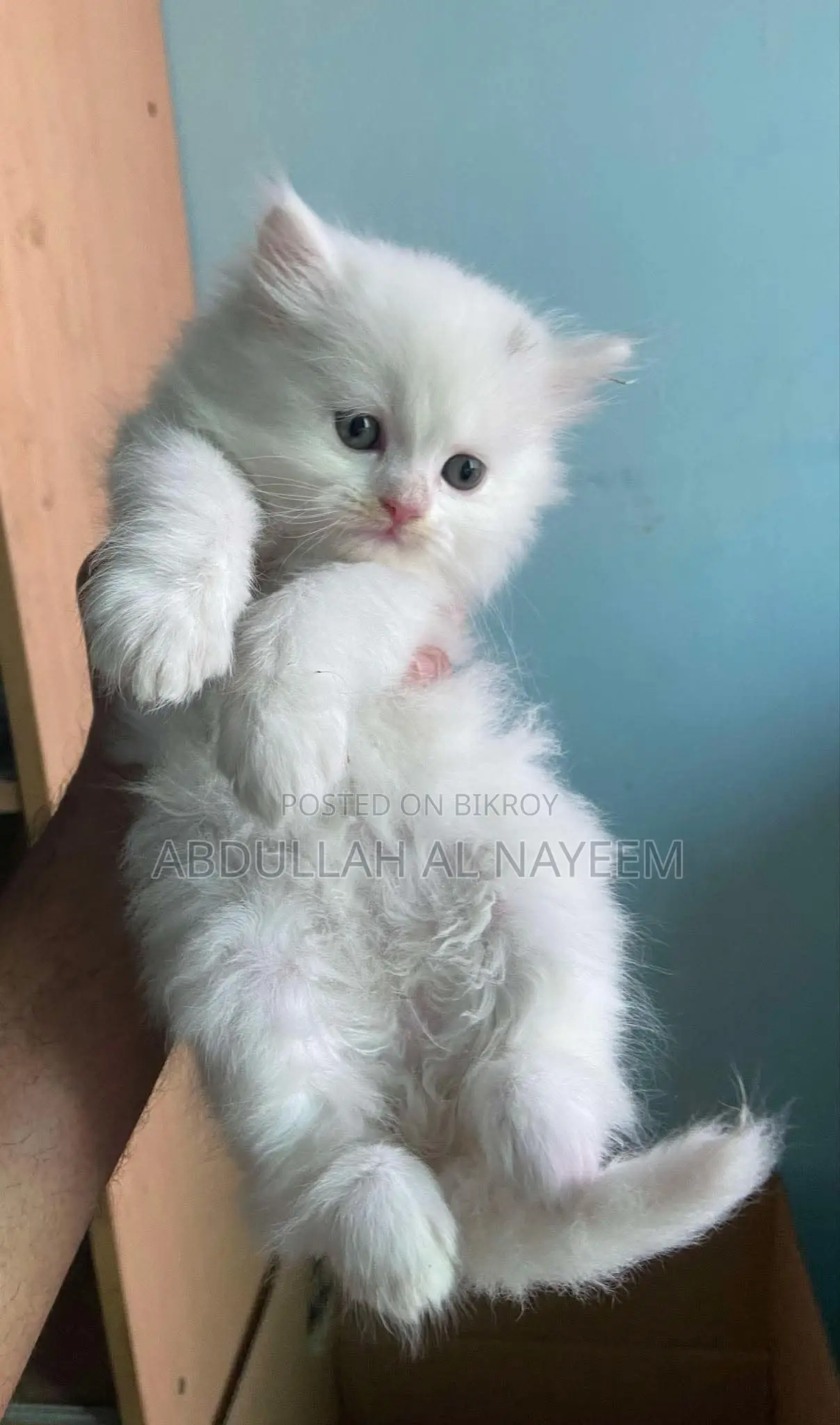 1-3 Months Male Mixed Breed Turkish Angora
