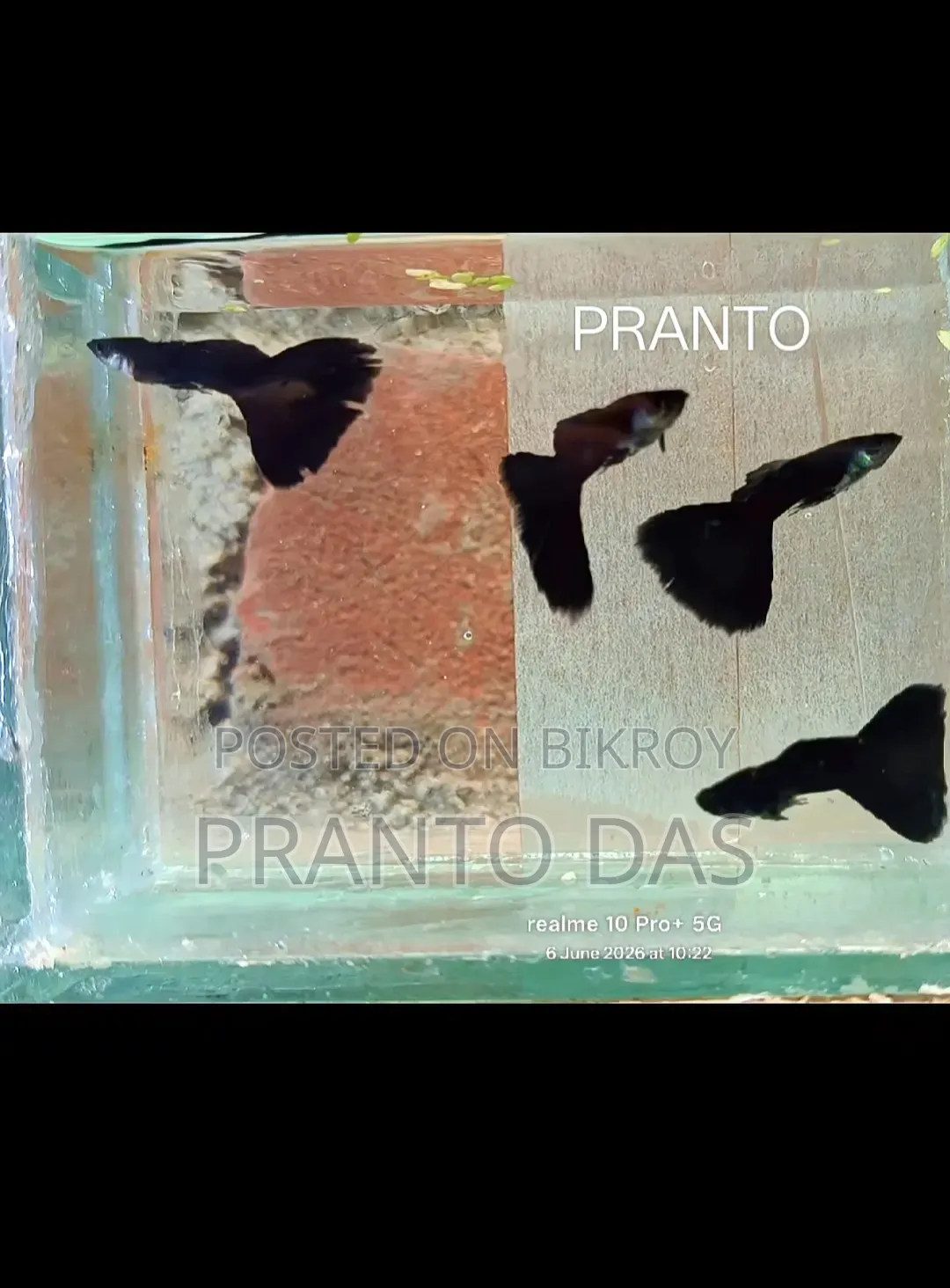 Black Moscow Guppy Fish High-Quality Auto-Breed Guppy