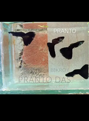 Black Moscow Guppy Fish High-Quality Auto-Breed Guppy