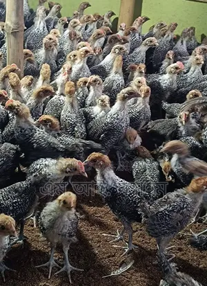 দেড় মাসের ফাউমি বিক্রি