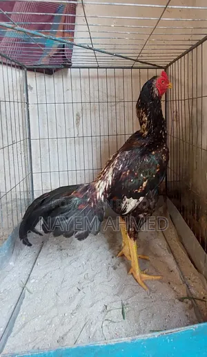 ফাইটার আছিল মুরগি