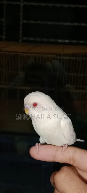 Budgiegar Bird