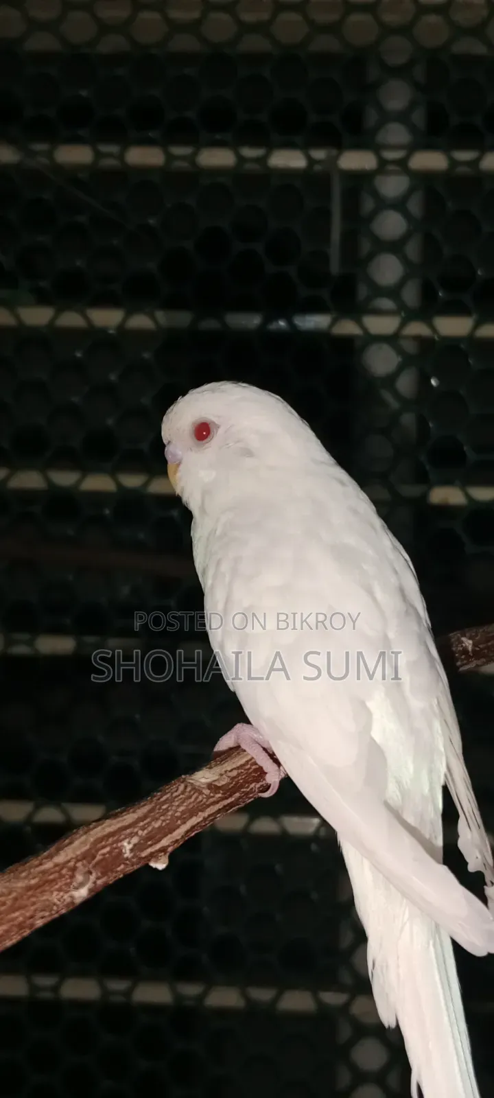 Budgiegar Bird