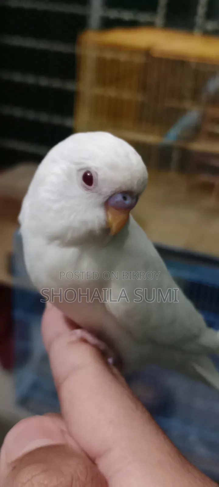 Budgiegar Bird
