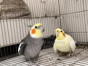 Cockatiel Grey and Lutino Pair