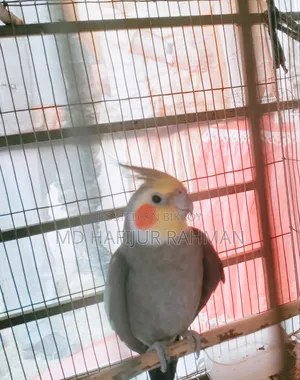 Cockatiel Grey and Lutino Pair