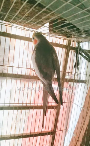 Cockatiel Grey and Lutino Pair