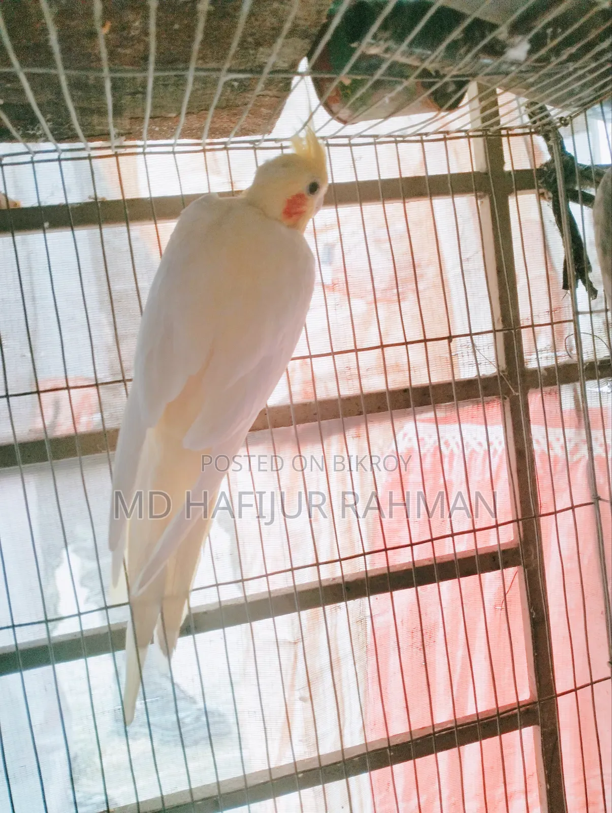Cockatiel Grey and Lutino Pair