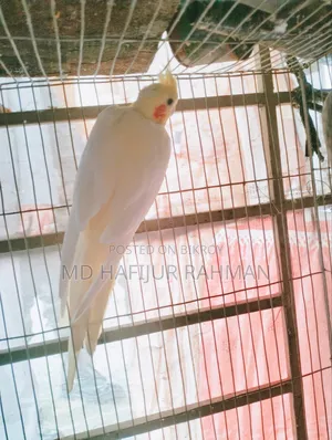 Cockatiel Grey and Lutino Pair