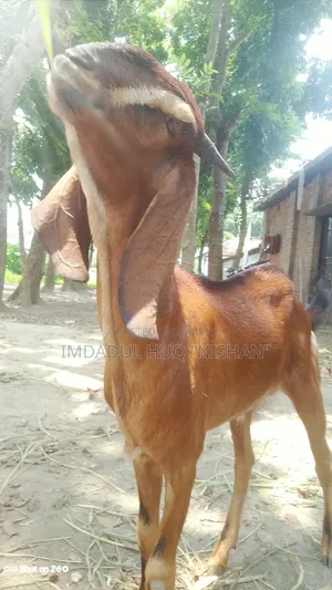 হরিয়ানা ও তোতাপুরীর করাস খাসি
