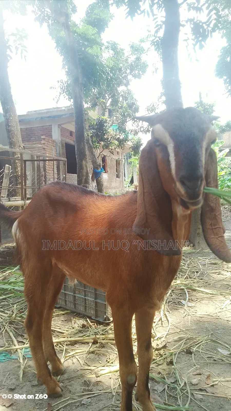 হরিয়ানা ও তোতাপুরীর করাস খাসি