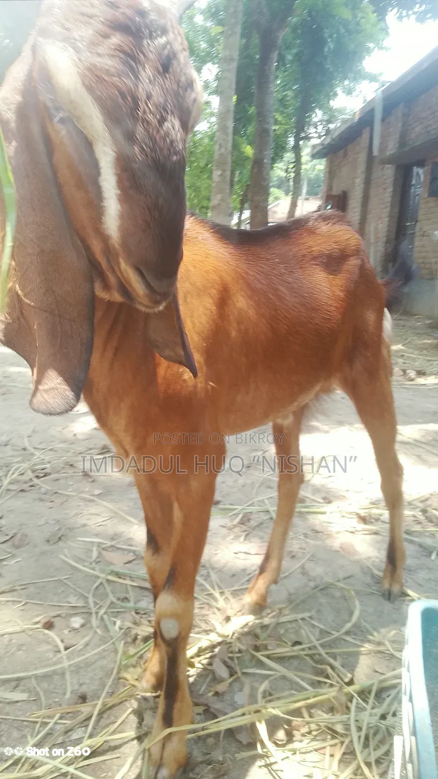 হরিয়ানা ও তোতাপুরীর করাস খাসি