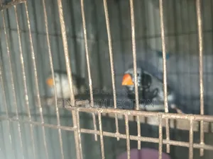 3 Bird Running Pair Sell Hobby