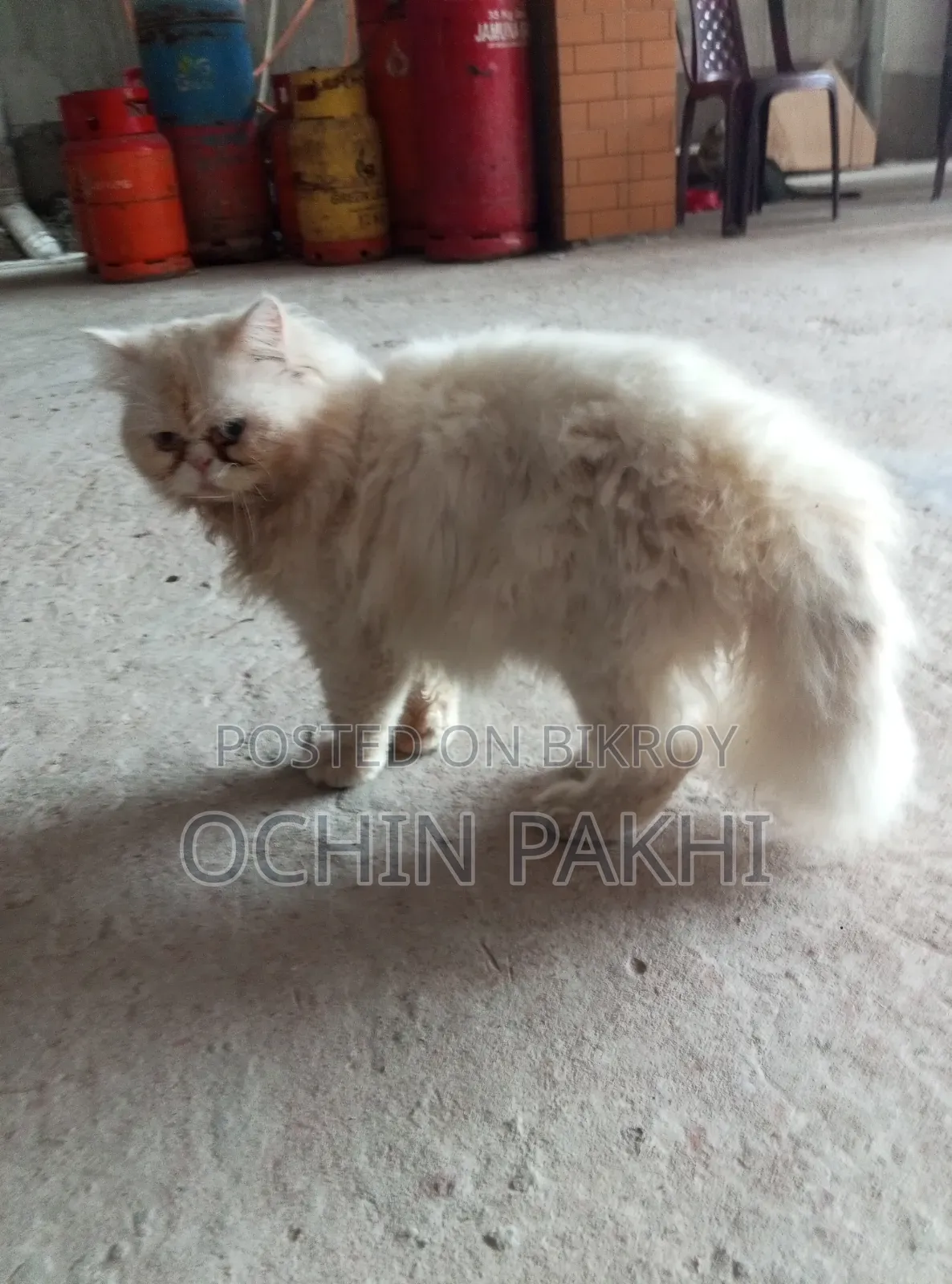 6-12 Months Male Purebred Persian