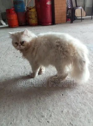 6-12 Months Male Purebred Persian