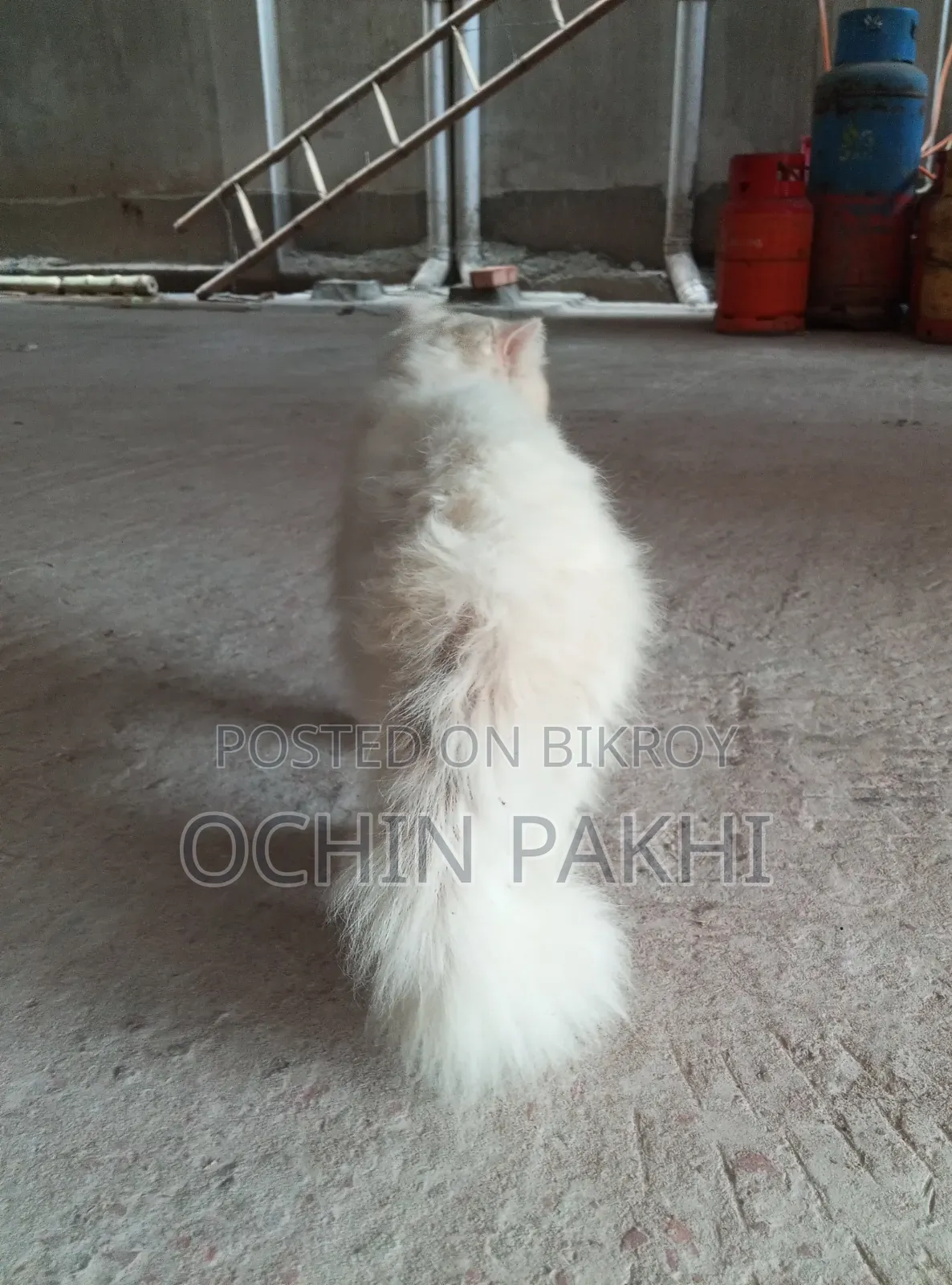 6-12 Months Male Purebred Persian