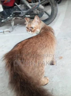 6-12 Months Male Purebred Persian