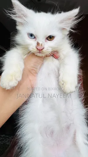1-3 Months Male Purebred Persian
