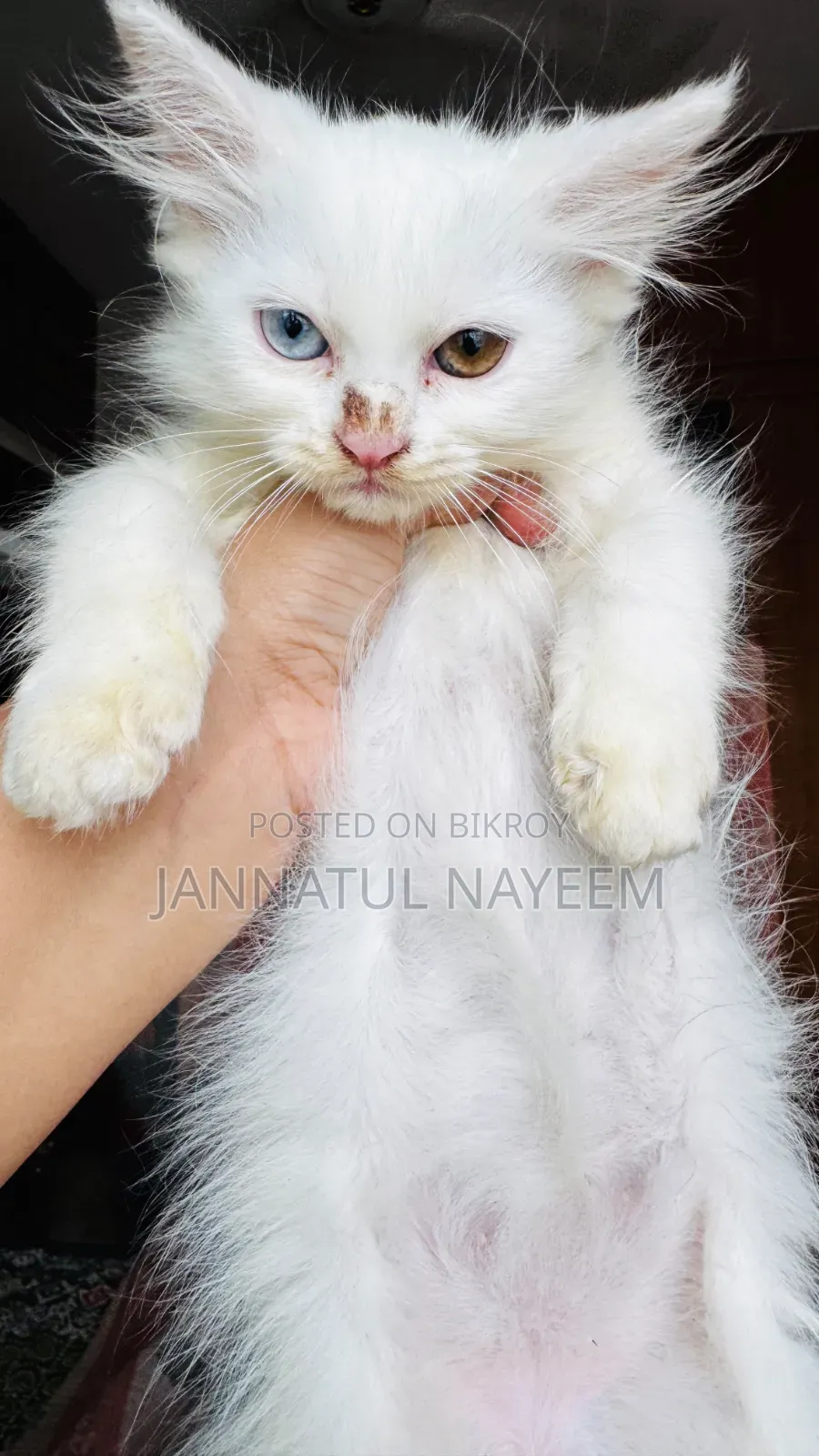 1-3 Months Male Purebred Persian