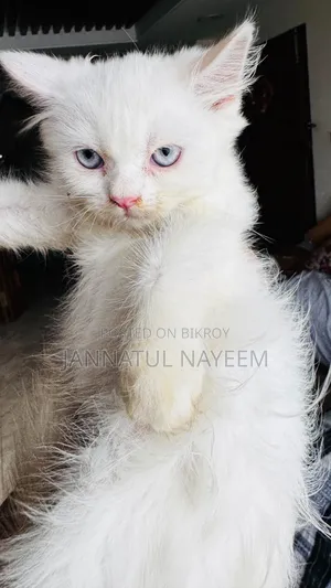 1-3 Months Male Purebred Persian