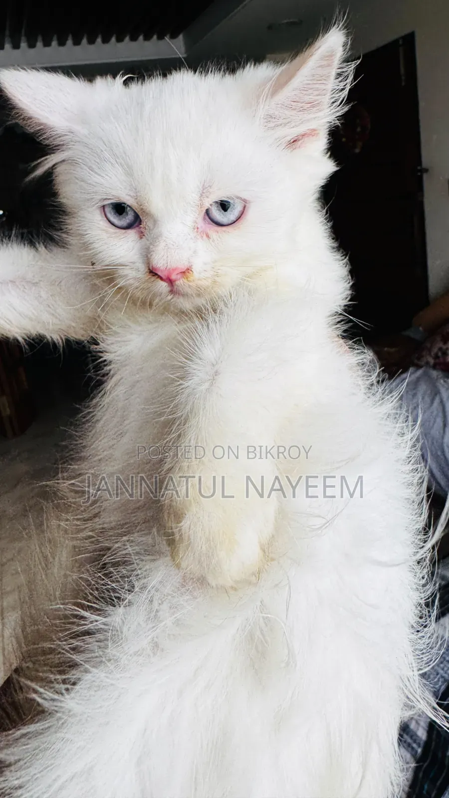 1-3 Months Male Purebred Persian