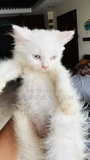 1-3 Months Male Purebred Persian
