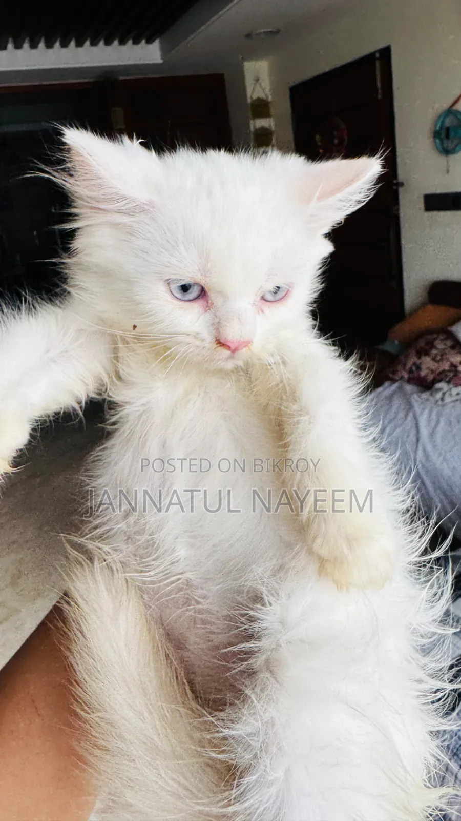 1-3 Months Male Purebred Persian
