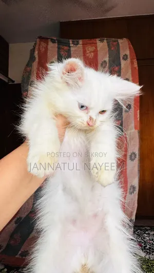 1-3 Months Male Purebred Persian