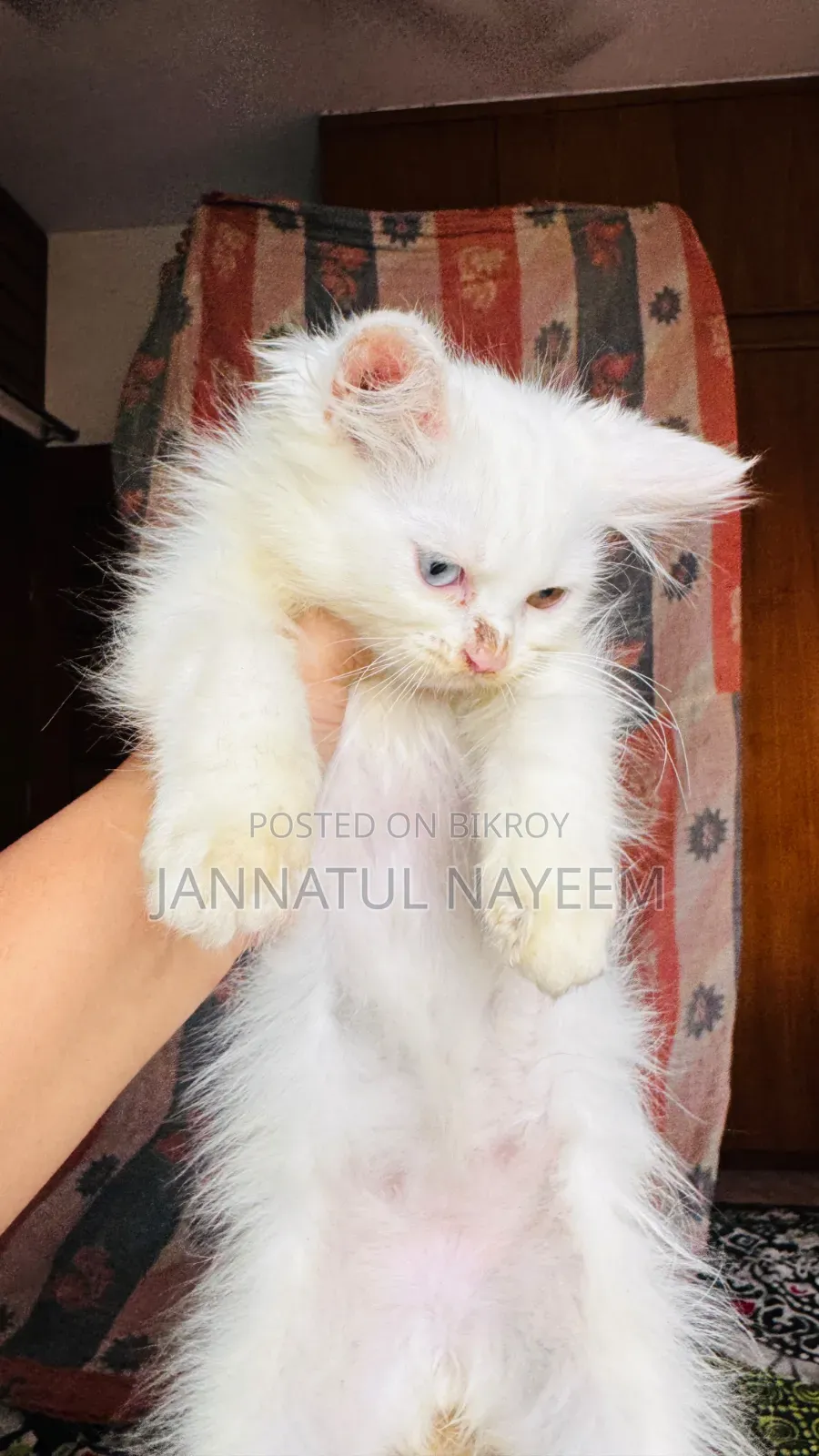 1-3 Months Male Purebred Persian