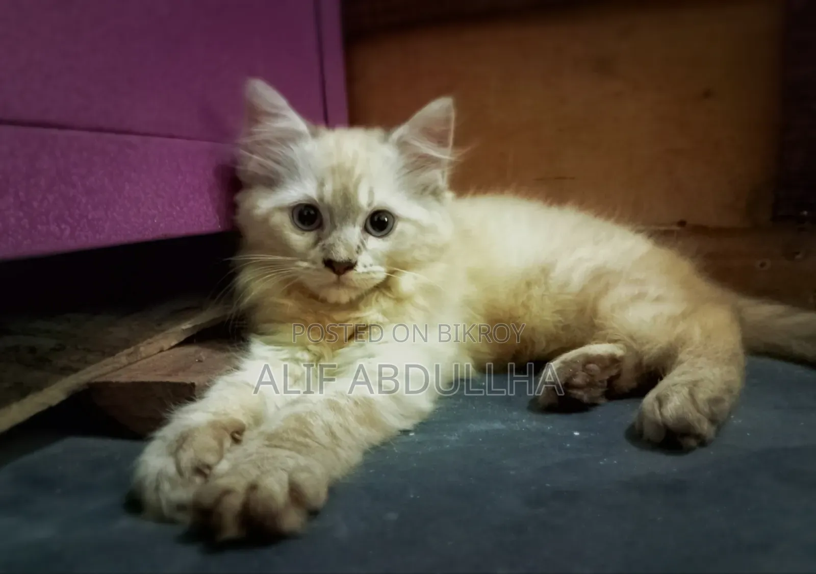 1-3 months Female Purebred Persian