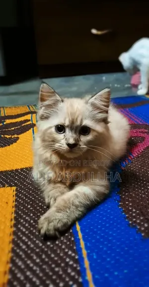 1-3 months Female Purebred Persian