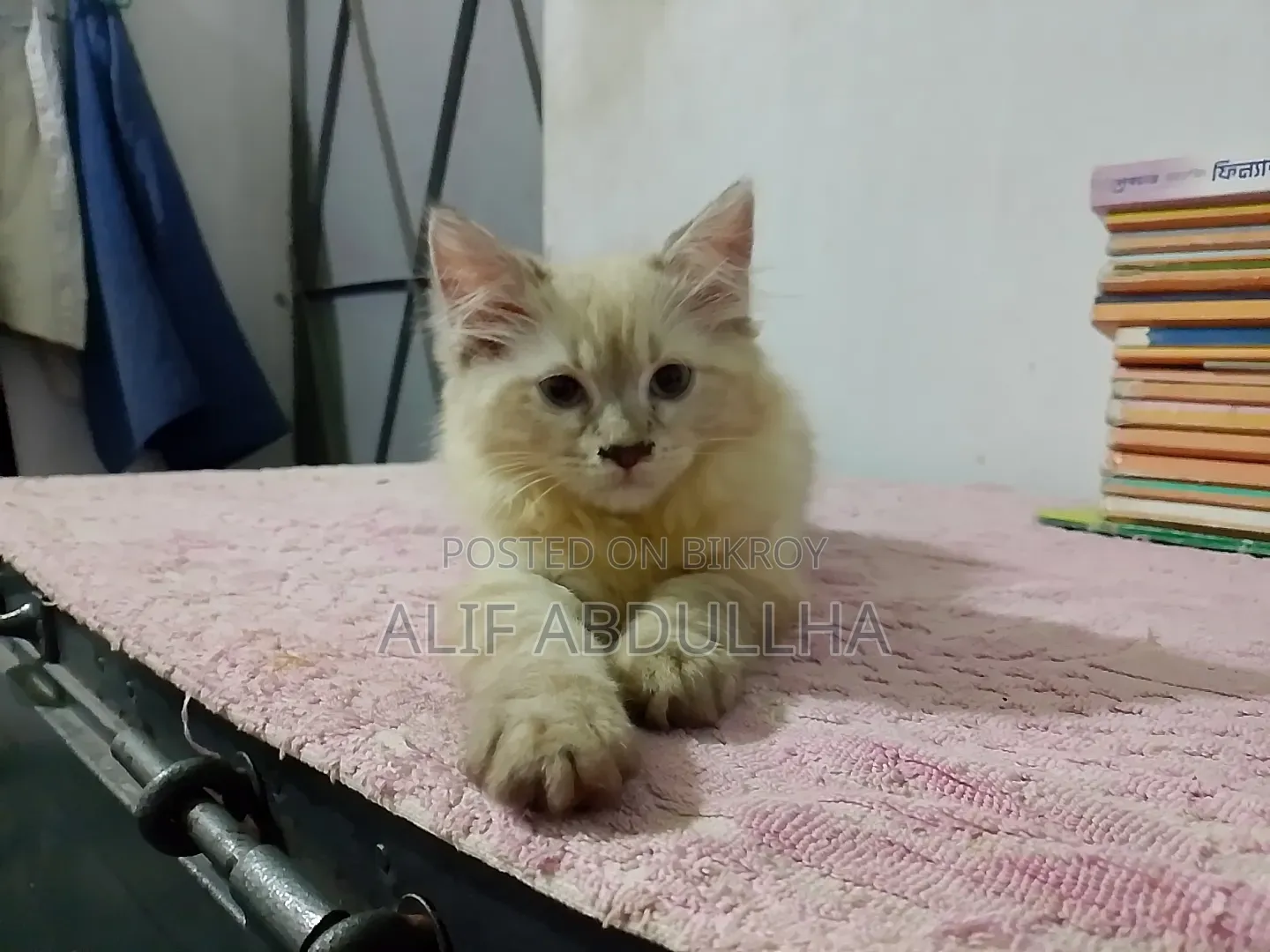 1-3 months Female Purebred Persian