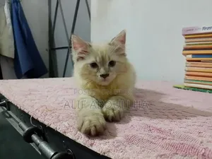 1-3 months Female Purebred Persian