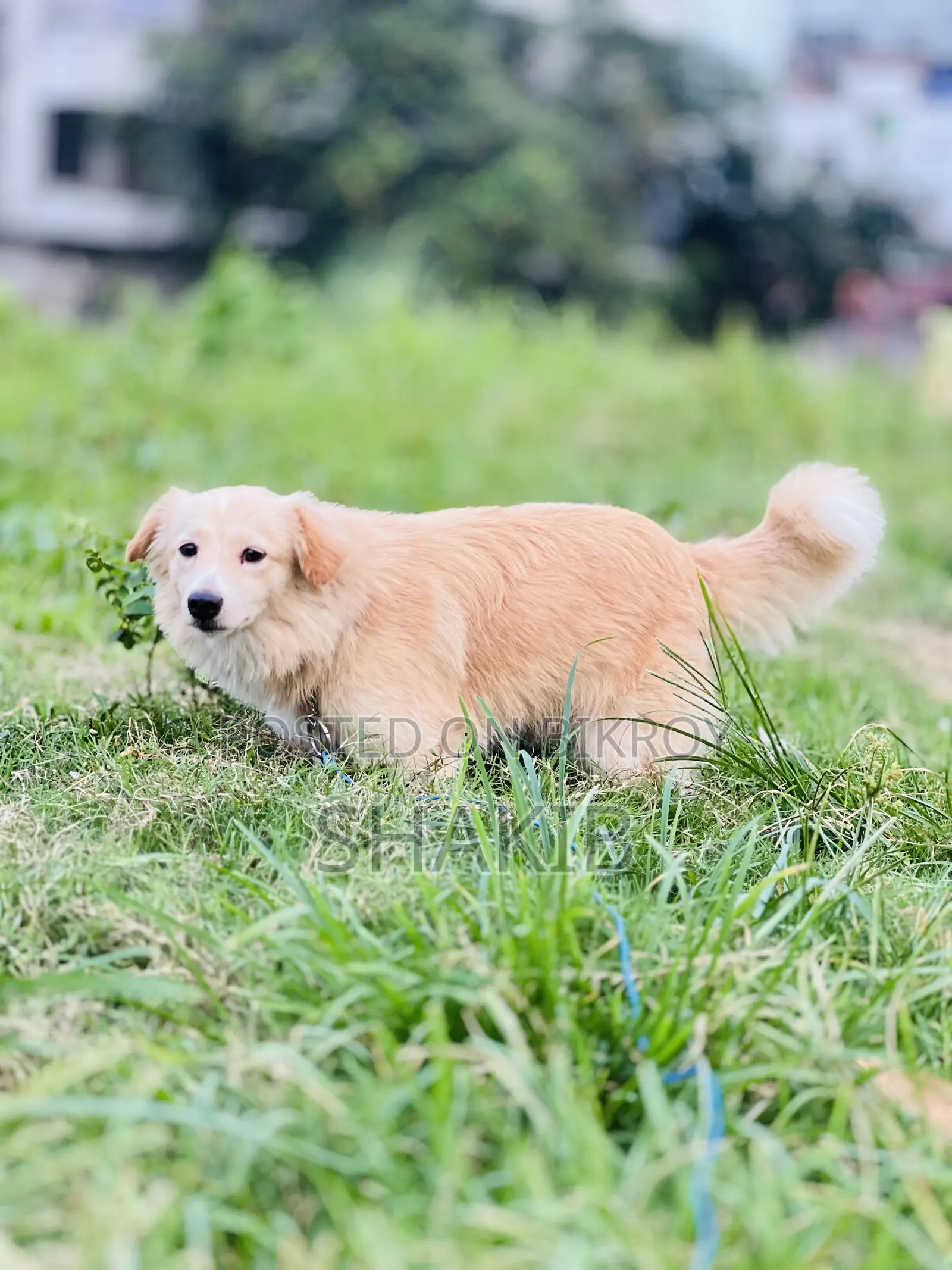 1+ Year Male Mixed Breed German Shepherd