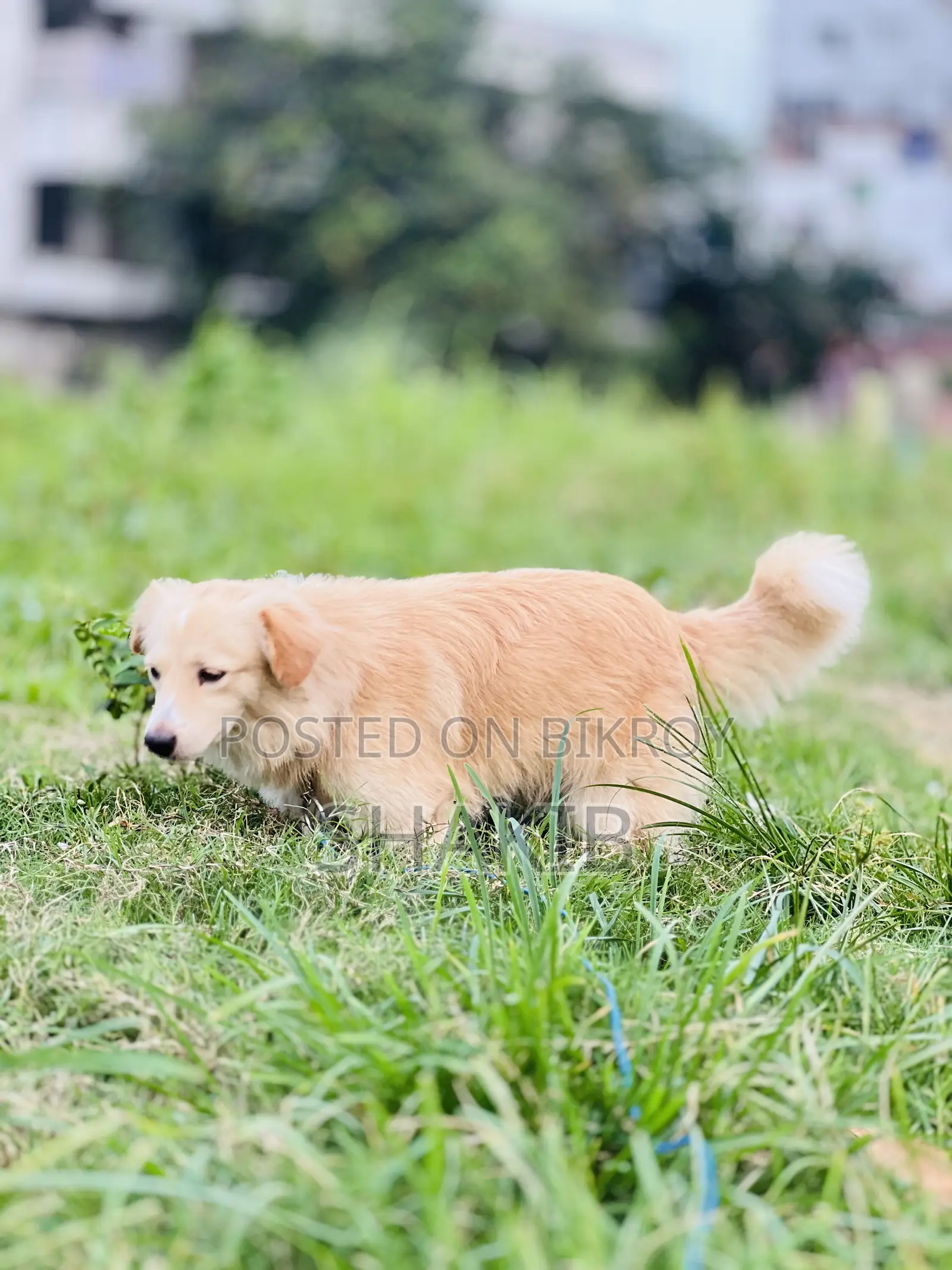 1+ Year Male Mixed Breed German Shepherd