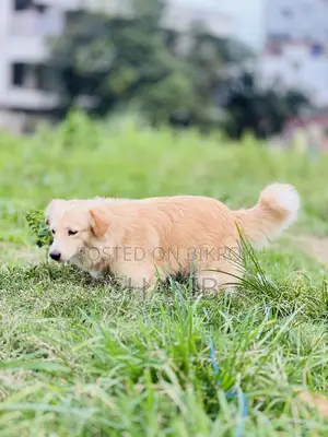 1+ Year Male Mixed Breed German Shepherd