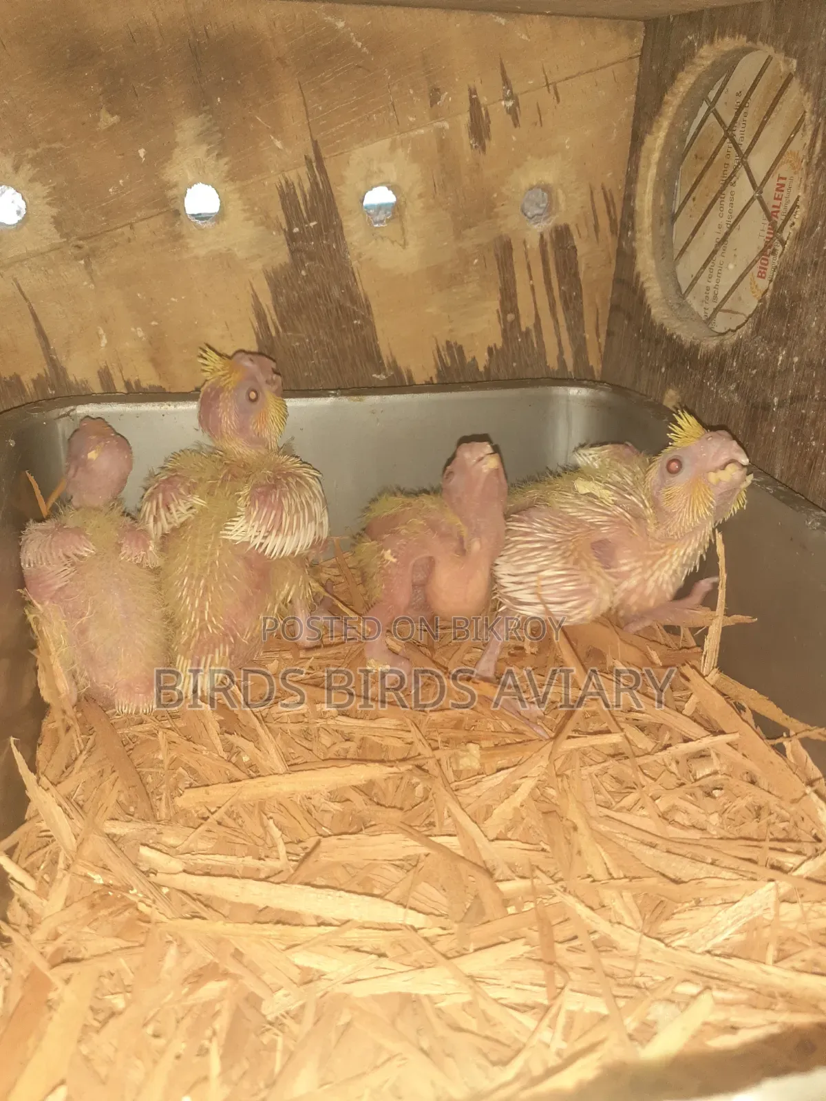 Lutino Cockatiel Tame Baby Birds