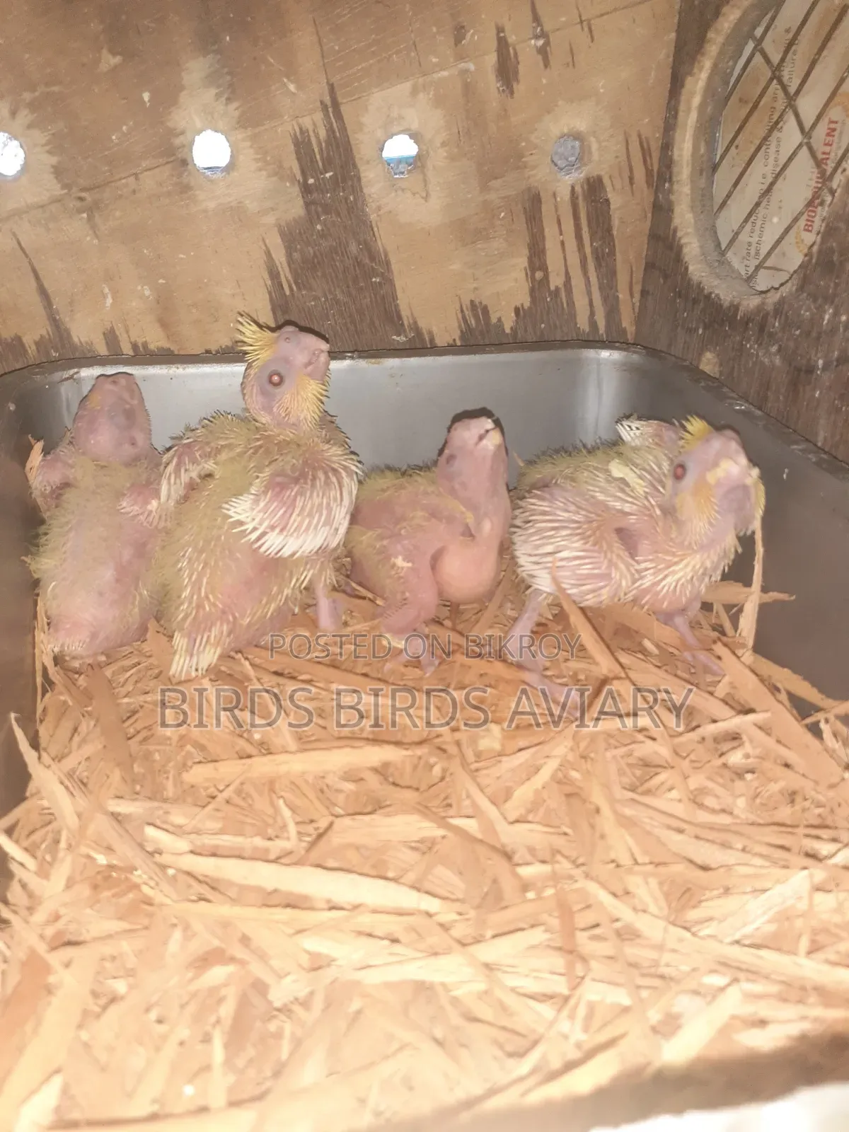 Lutino Cockatiel Tame Baby Birds