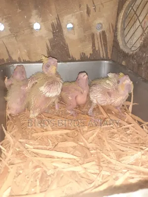 Lutino Cockatiel Tame Baby Birds