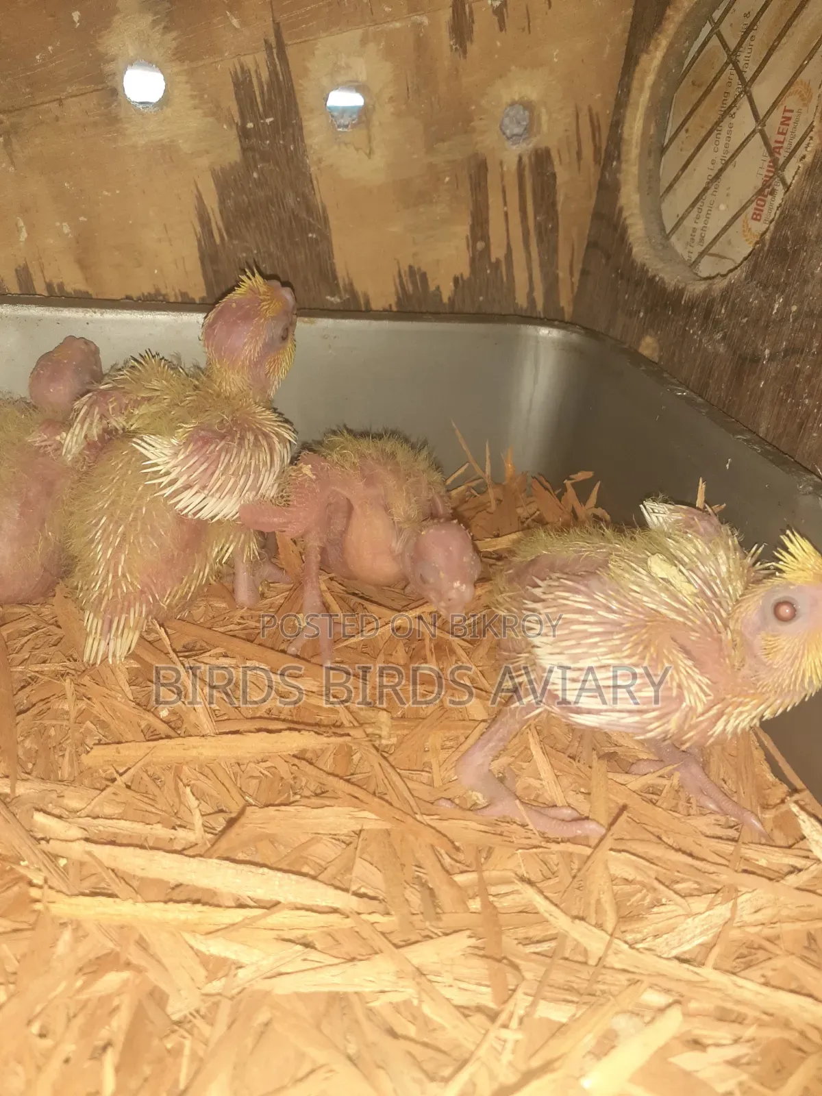 Lutino Cockatiel Tame Baby Birds
