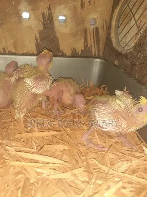 Lutino Cockatiel Tame Baby Birds