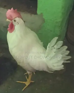 হোয়াইট লেগ হর্ন