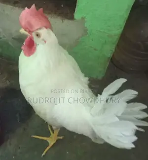 হোয়াইট লেগ হর্ন