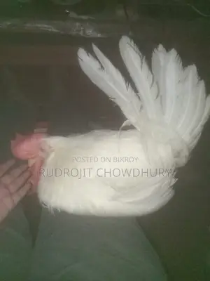 হোয়াইট লেগ হর্ন